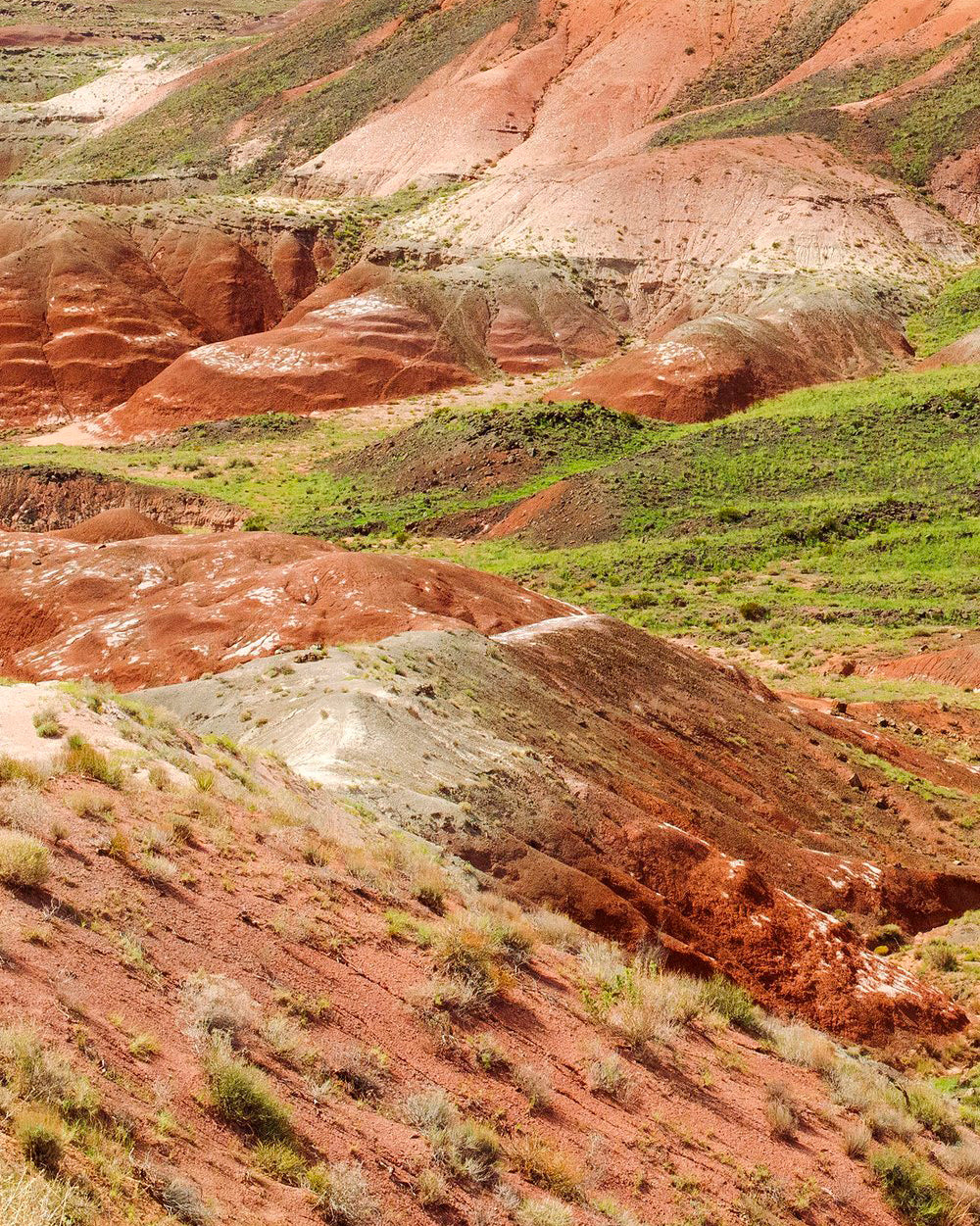 "Petrified Forest" - Open Edition Fine Art Print